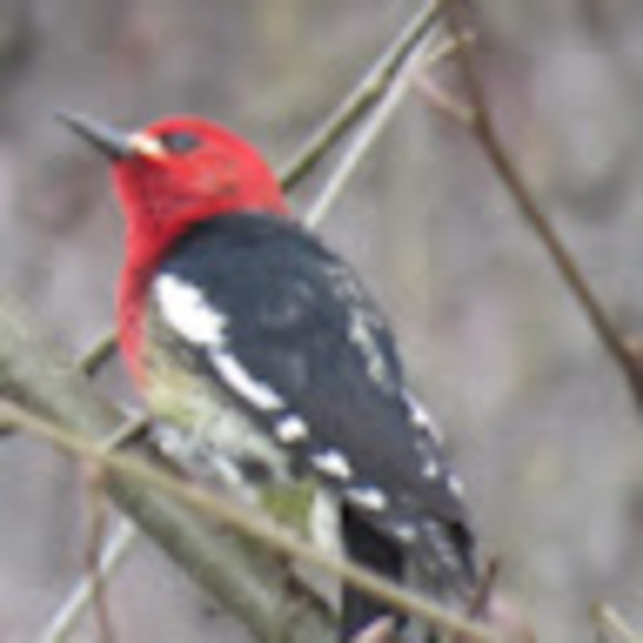 Meet your Posher, Cindy - Picture 1 of 1